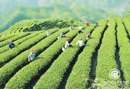 中國茶產(chǎn)業(yè)迎來(lái)復蘇 茶企搶搭資本快車(chē)