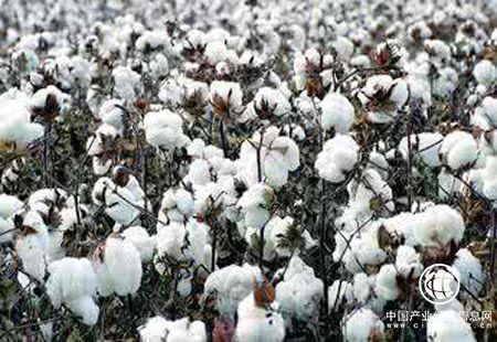 中國供銷(xiāo)集團：加快形成新疆棉及其制品的地理標志品牌認知