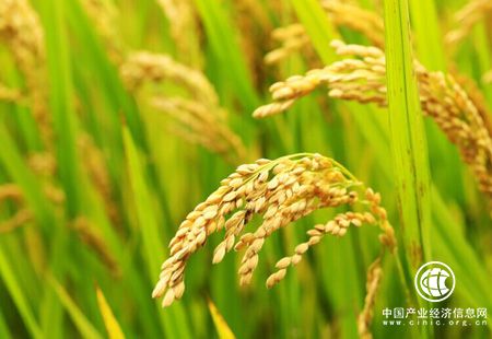 穩生產(chǎn) 優(yōu)結構 促增收 農村經(jīng)濟平穩運行