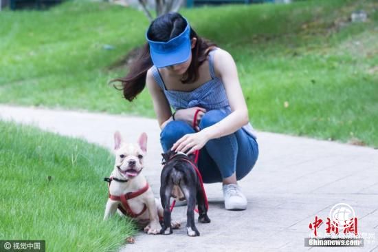 成都女主持人遛狗未拴繩遭鄰居暴打 誰(shuí)之錯？