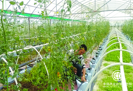 鄉村振興戰略繪就“三農”發(fā)展新藍圖