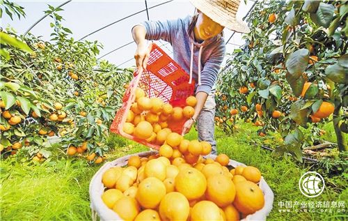 數字鄉村戰略幫助小農戶(hù)對接現代農業(yè)
