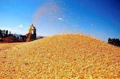 最新農情調度顯示：全國糧食豐收已成定局