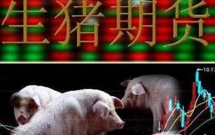 生豬期貨運行順暢 已累計成交量814.84萬(wàn)手