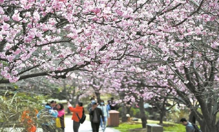 2021年無(wú)錫櫻花預報地圖出爐 櫻花花期延長(cháng)