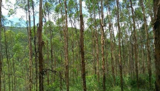 三部門(mén)提出7方面舉措和要求 規范高效做好林權類(lèi)不動(dòng)產(chǎn)登記