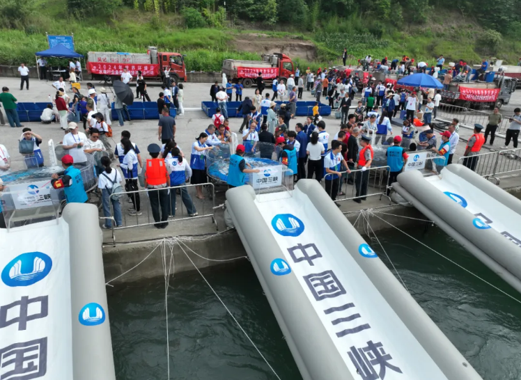 三峽集團自主繁育的80余萬(wàn)尾長(cháng)江鱘放歸長(cháng)江